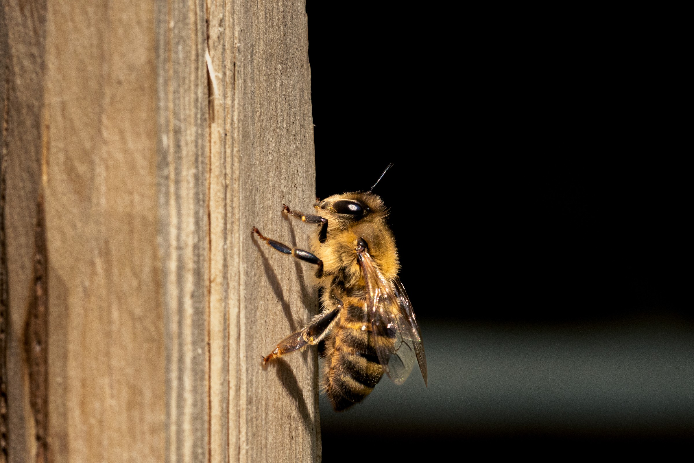 bee-on-fence.jpg