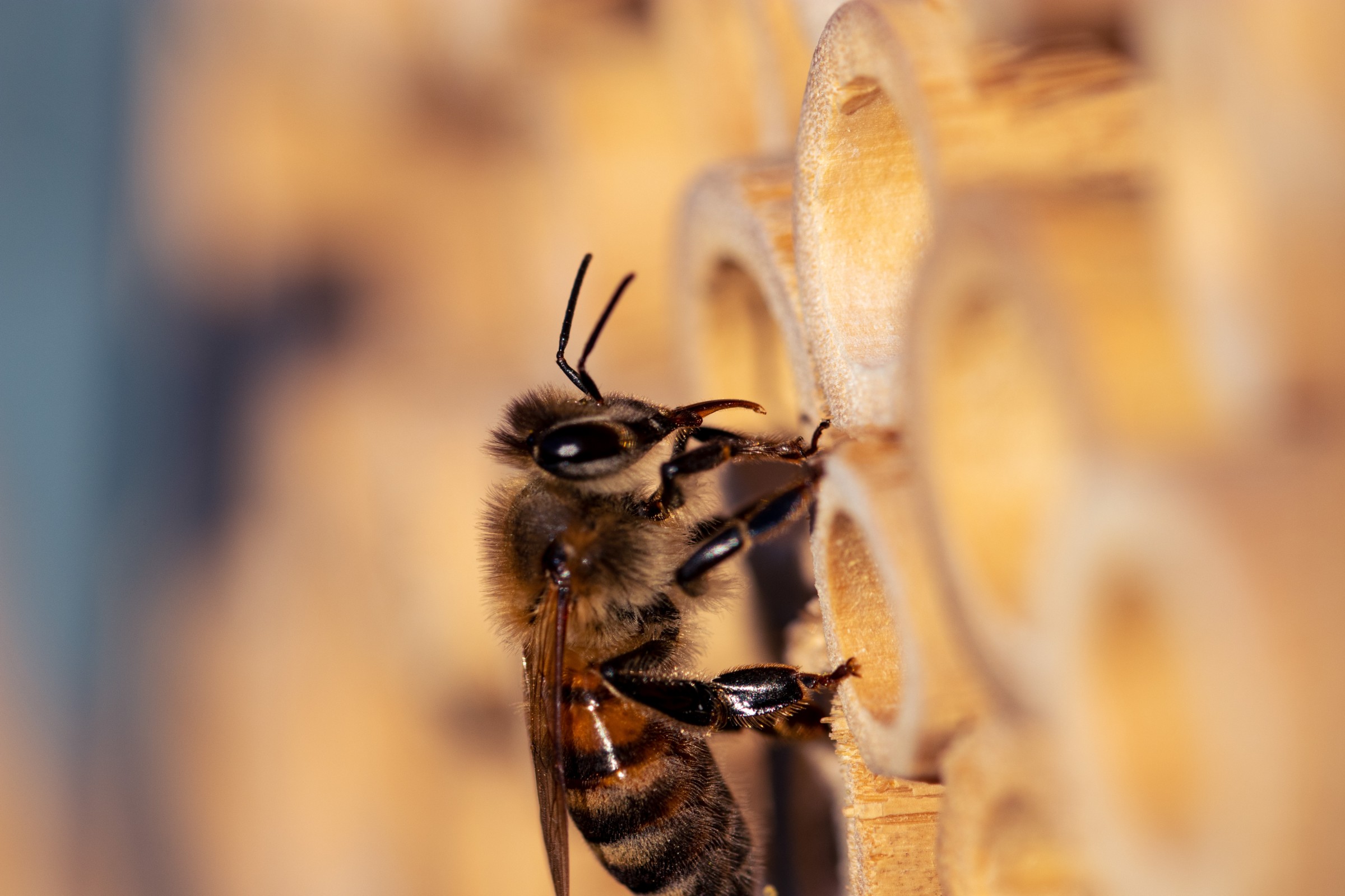 bee-on-insect-hotel.jpg