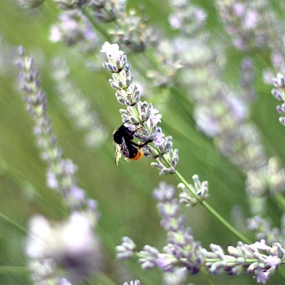 bee-on-lavender.jpg