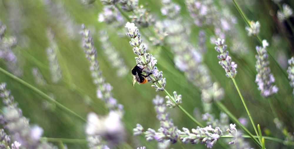 bee-on-lavender.jpg