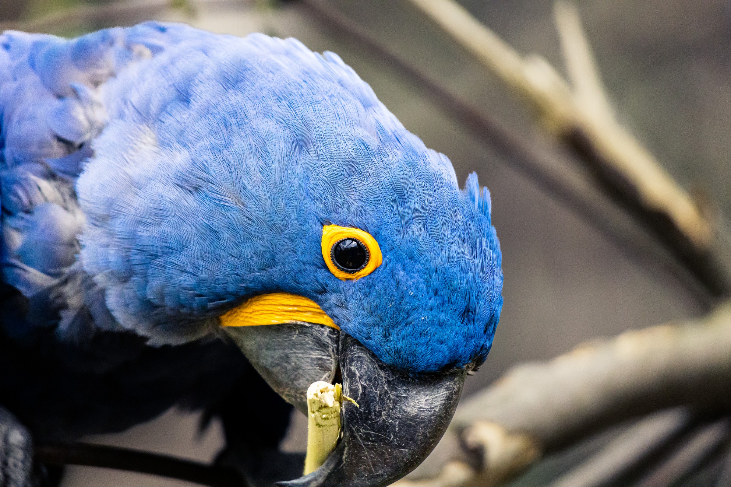 blue-macaw.jpg