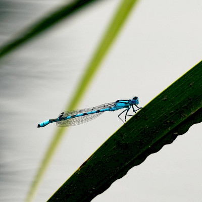 dragonfly-on-leaf.jpg