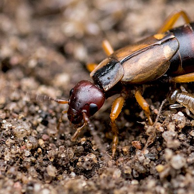 earwig-in-the-garten.jpg