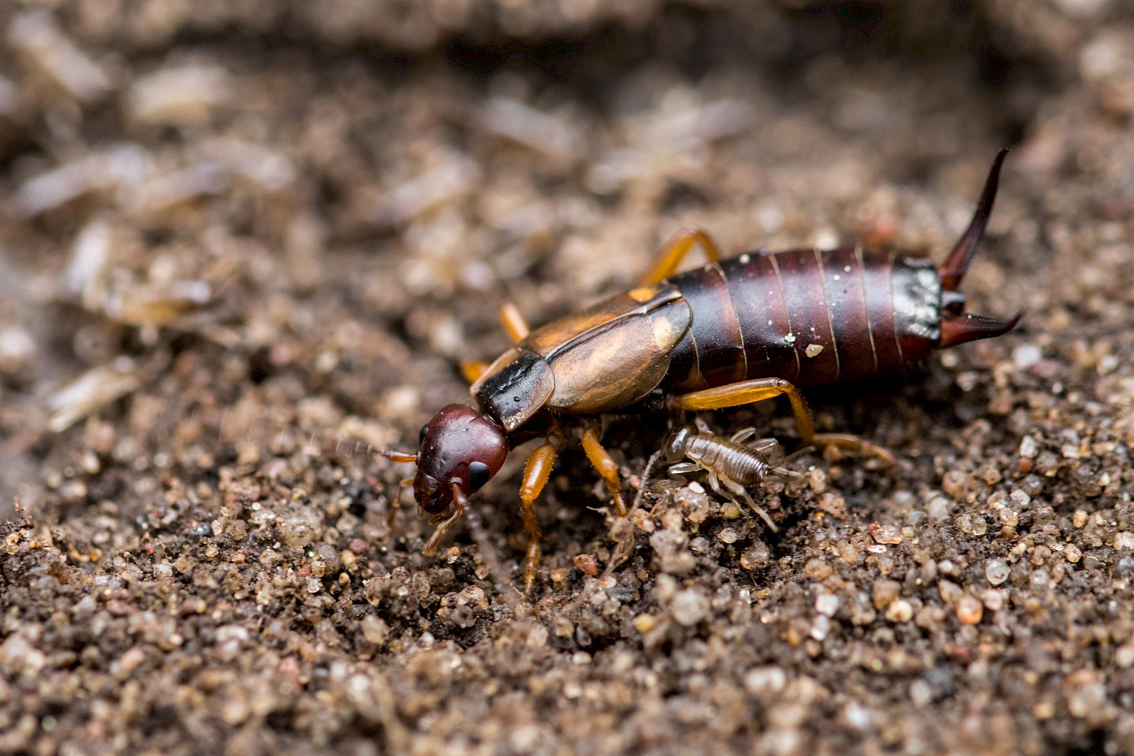 earwig-in-the-garten.jpg