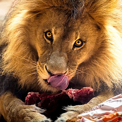 eating-lion.jpg