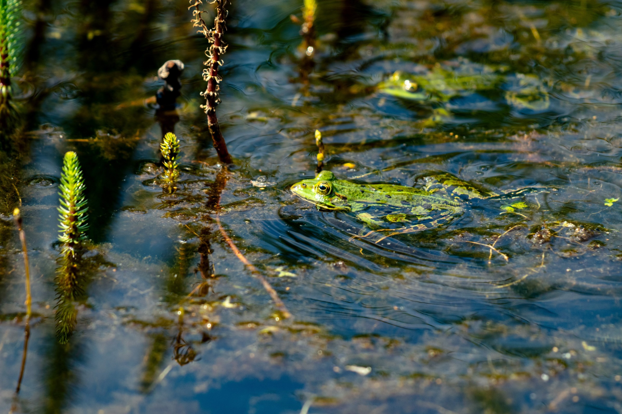 frog-in-pond.jpg