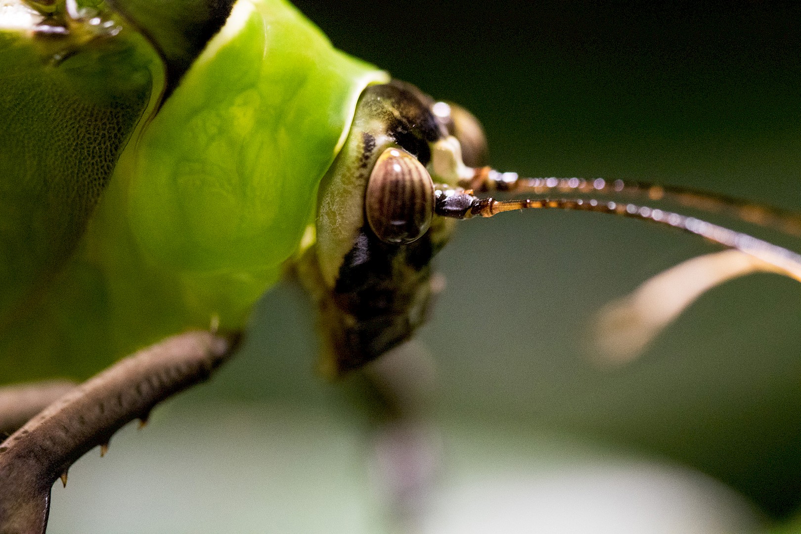 grasshopper-in-the-aquazoo.jpg