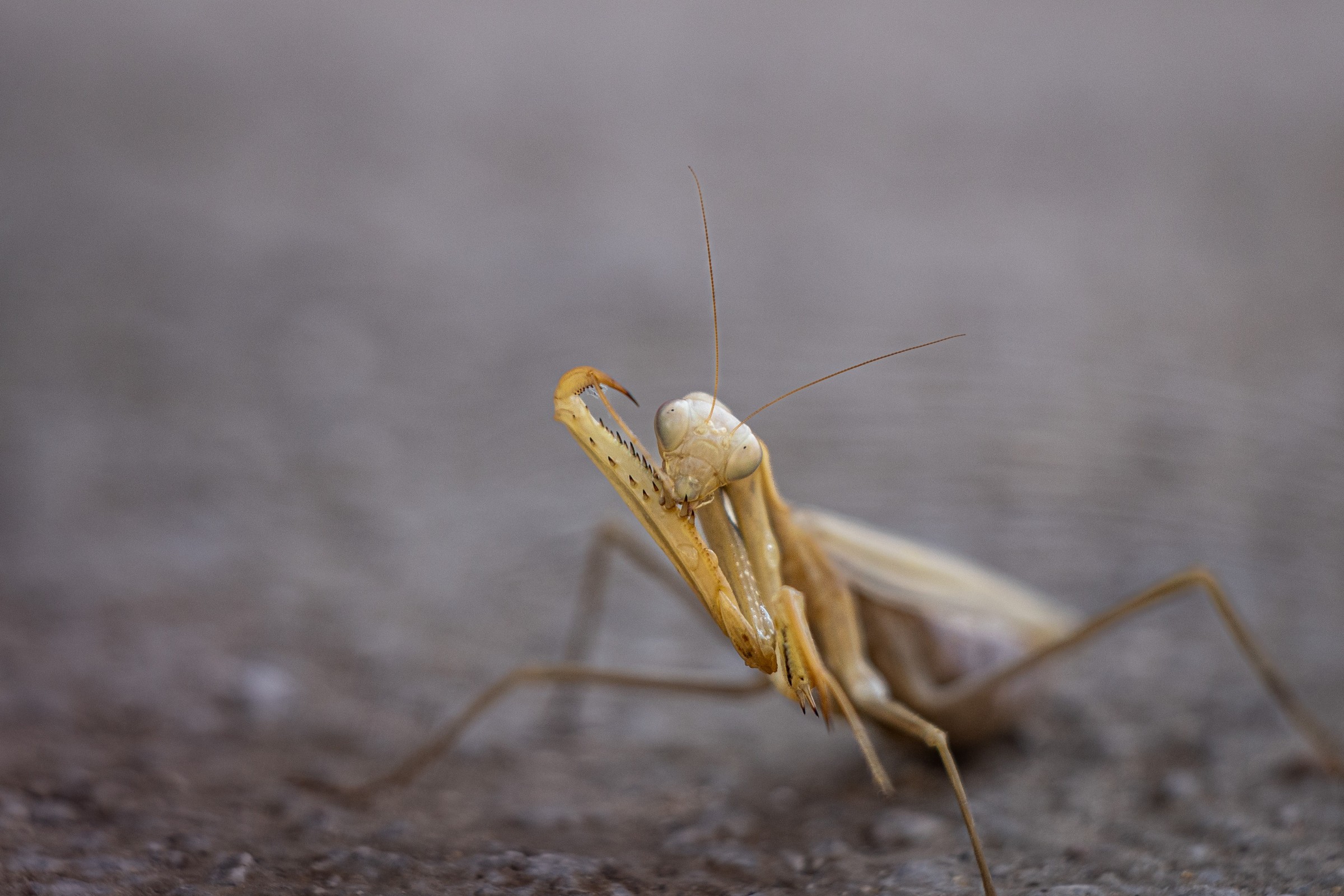 greek-mantis.jpg
