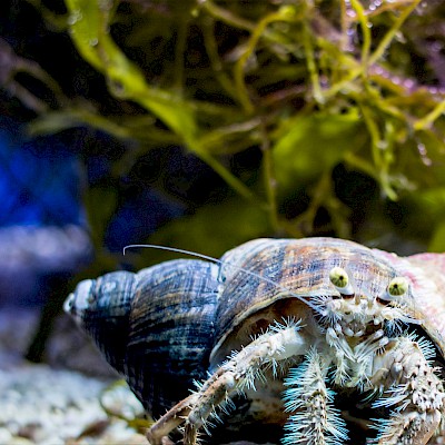 hermit-crab.jpg