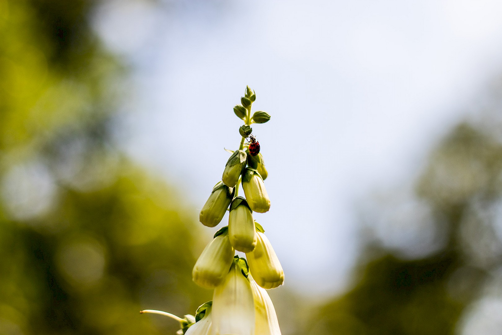 ladybird-on-plant.jpg