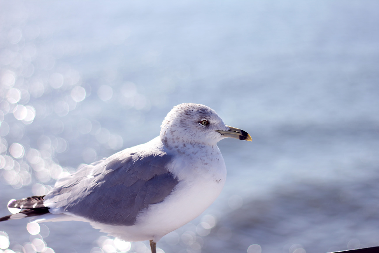 seagull-on-the-coast.jpg