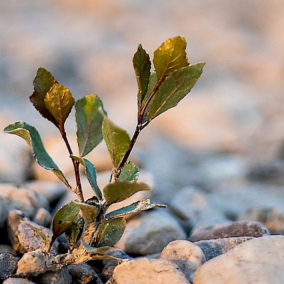 small-plant-near-the-rhine.jpg