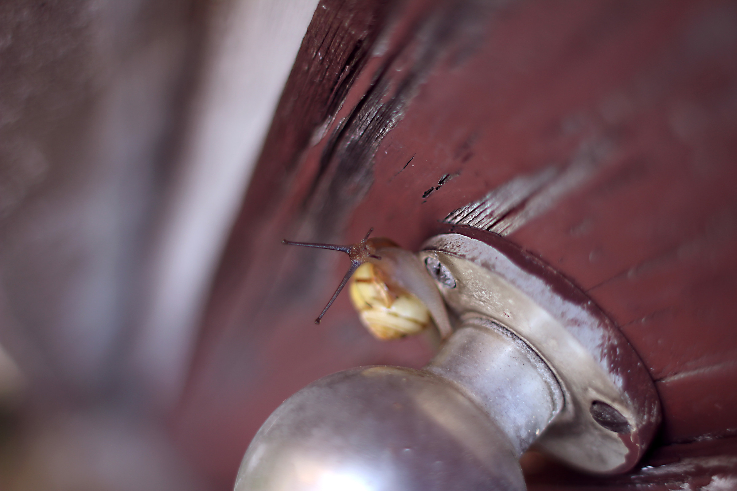 snail-on-door-handle.jpg