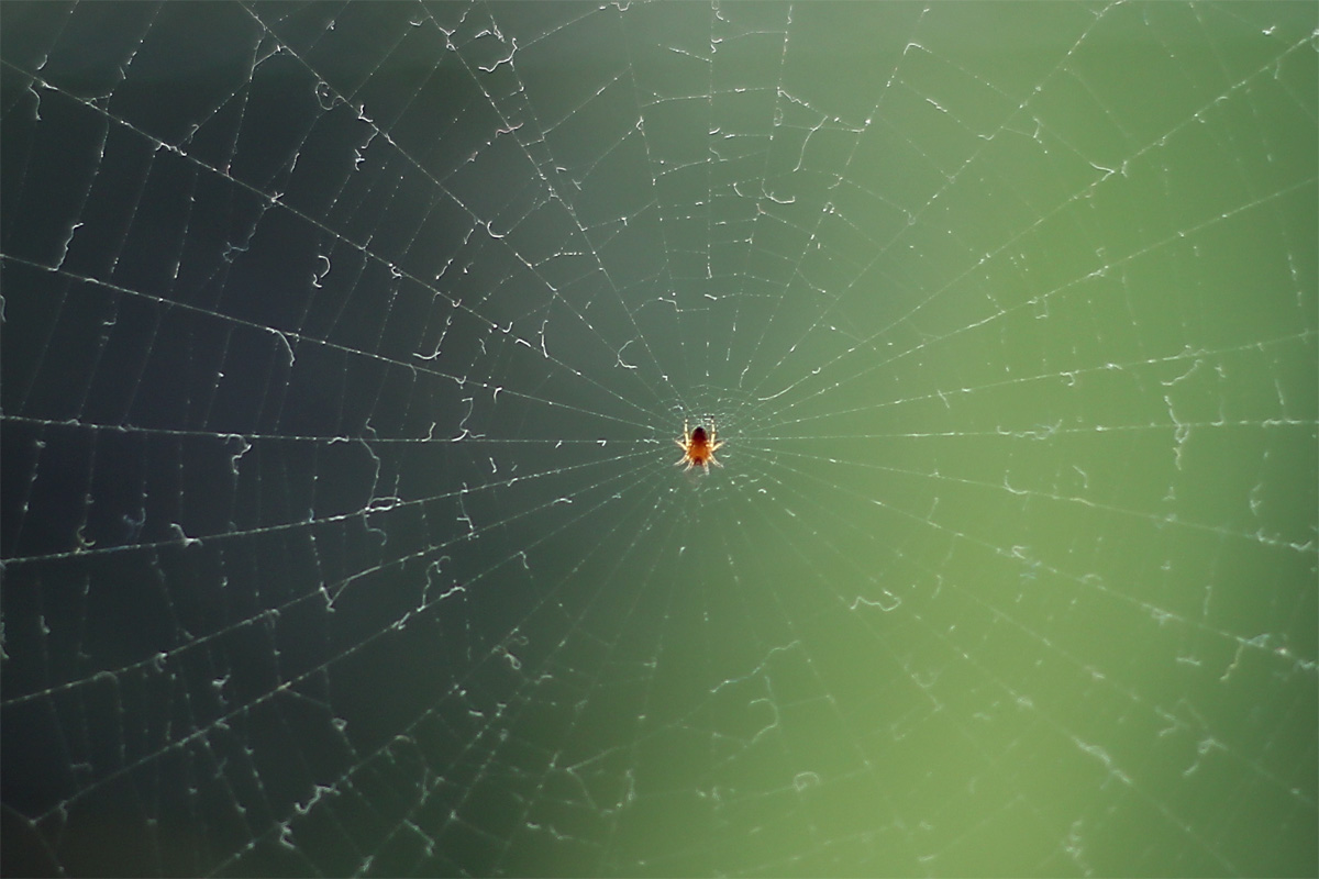 spider-in-the-web.jpg